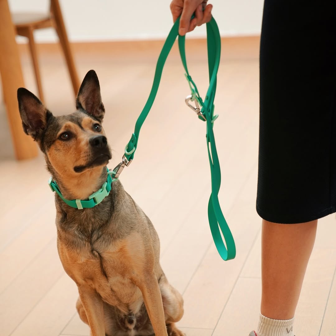 Fritz Collar + Leash Walk Set