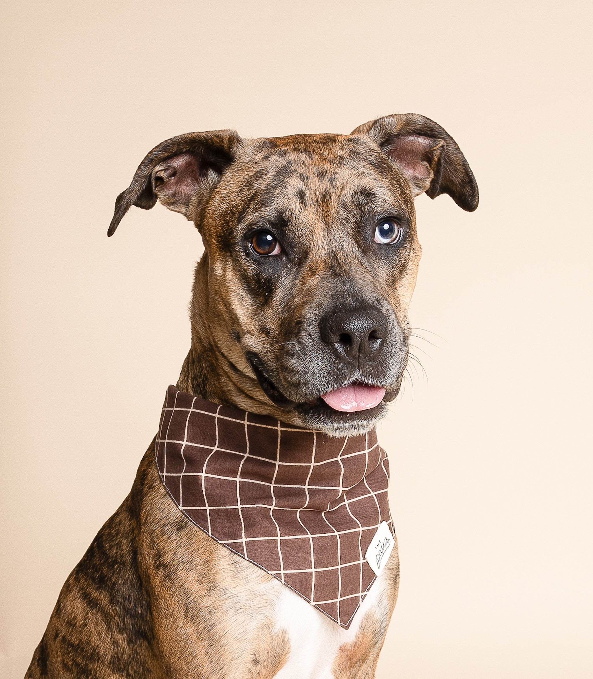 Stratford Dog Bandan