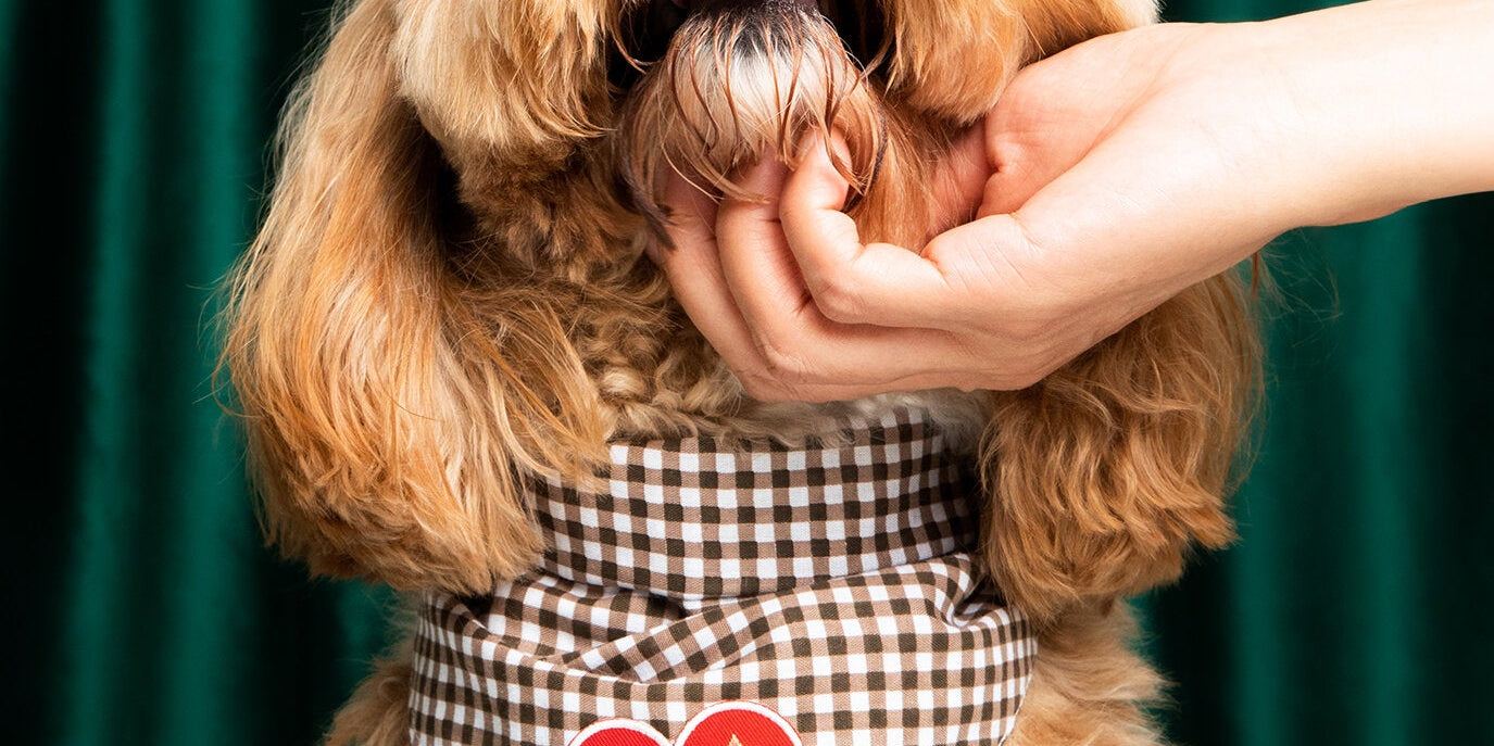 For Dogs