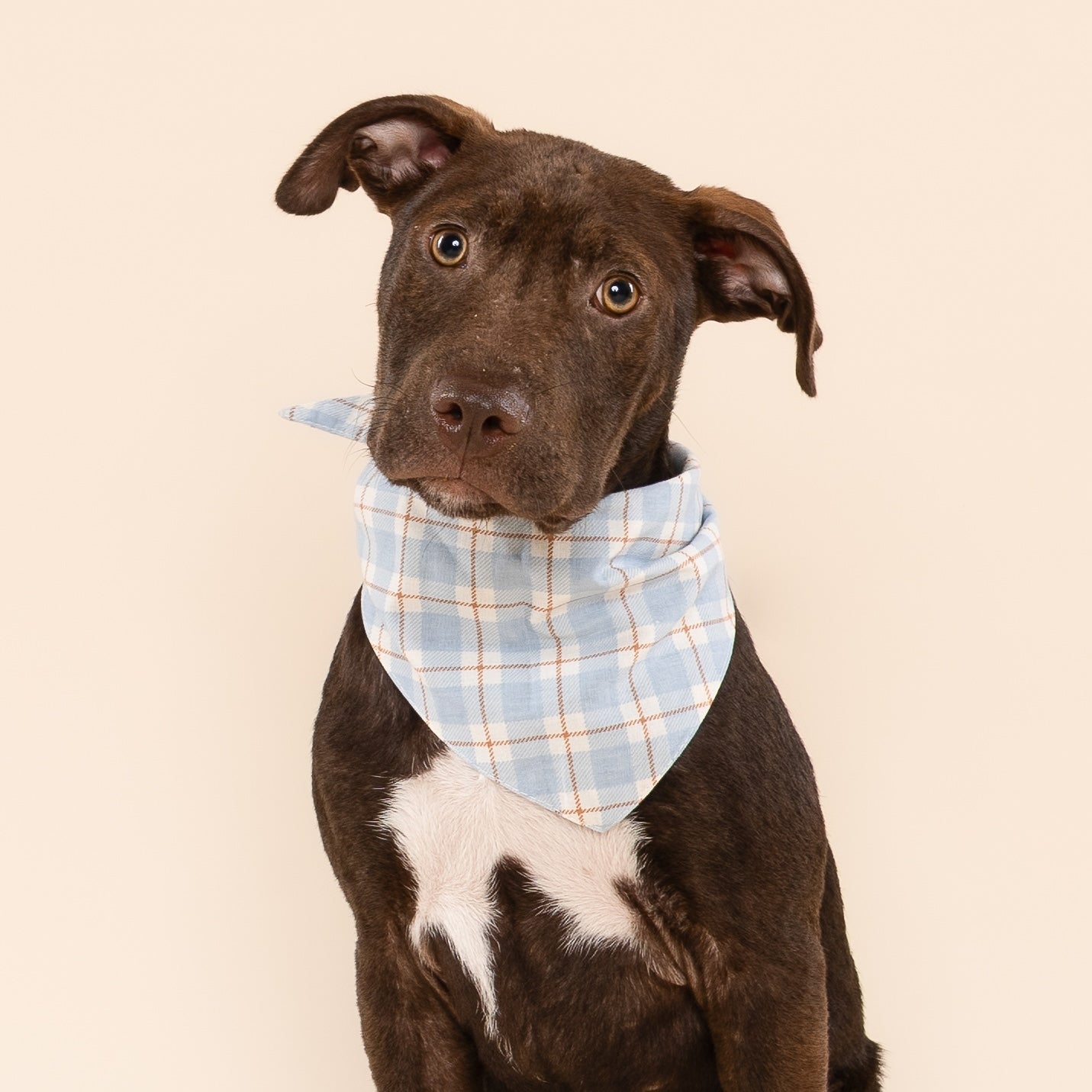 Harlowe Dog Bandana