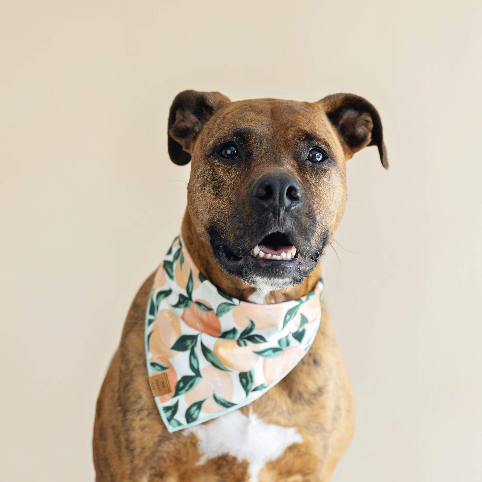 Peaches & Cream Dog Bandana