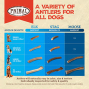 Elk Antler