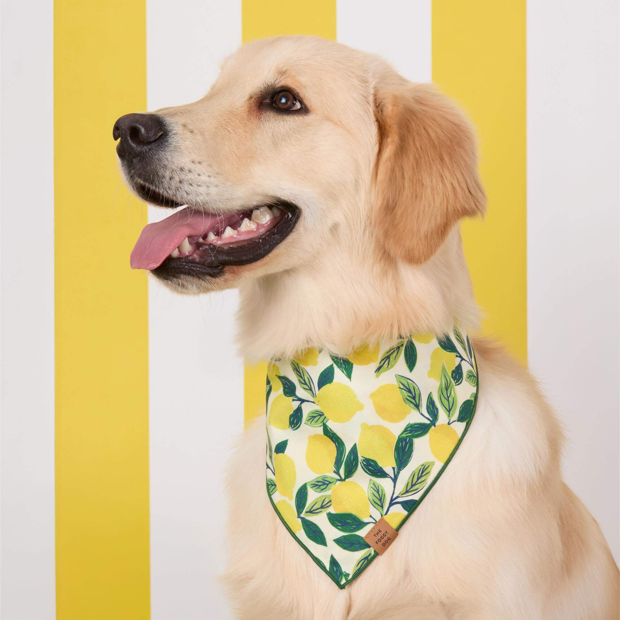 Lemon Zest Dog Bandana
