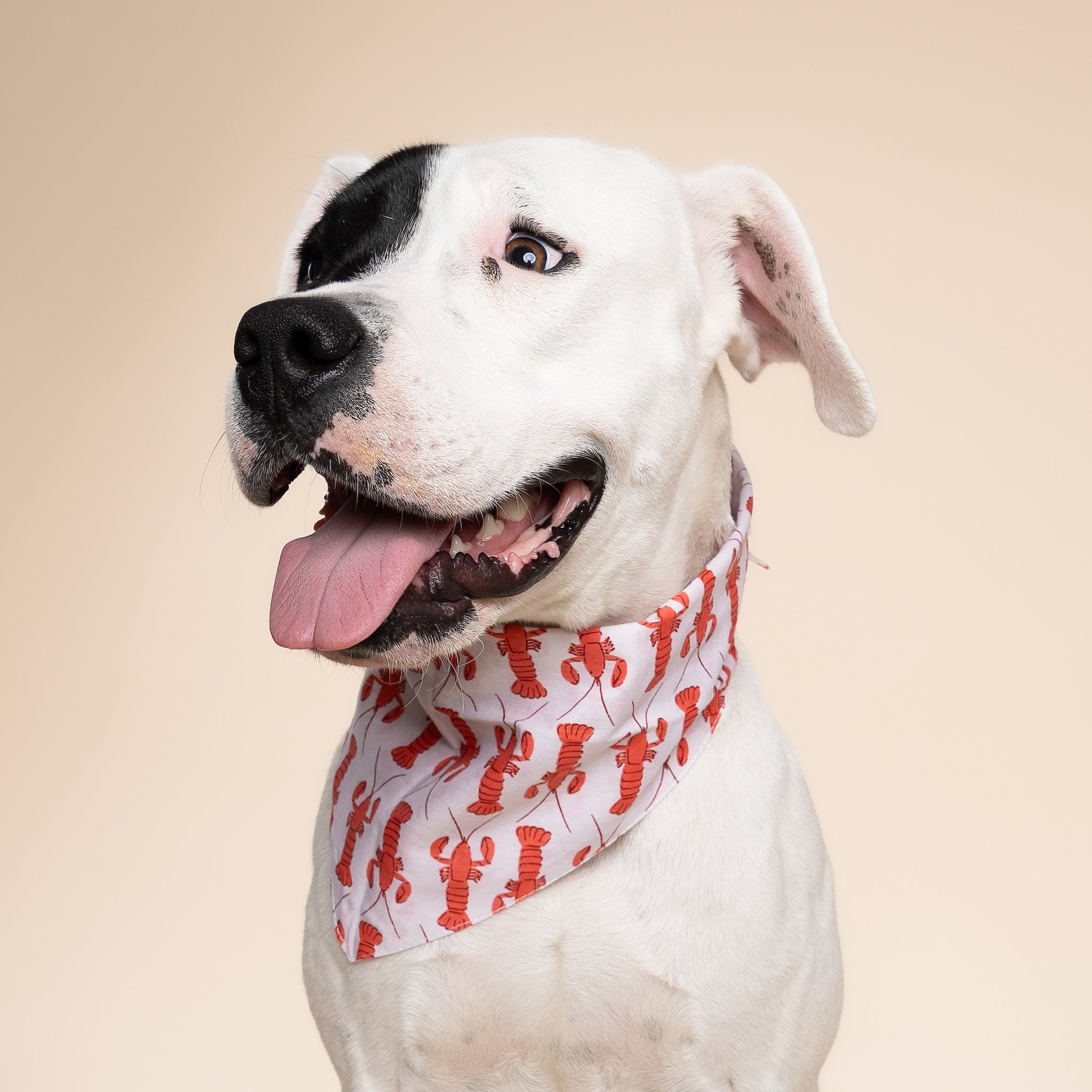 Lobstah Dog Bandana
