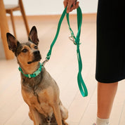 Fritz Collar + Leash Walk Set