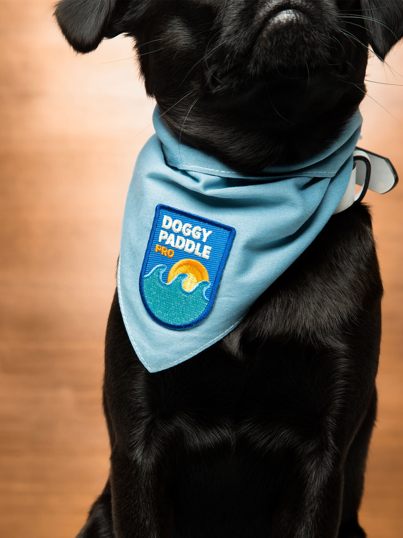 SH_DogPaddleStudio_01-r0myyz3w_5ad2b43c-363e-4b01-92b4-8fe9686e68d9.png