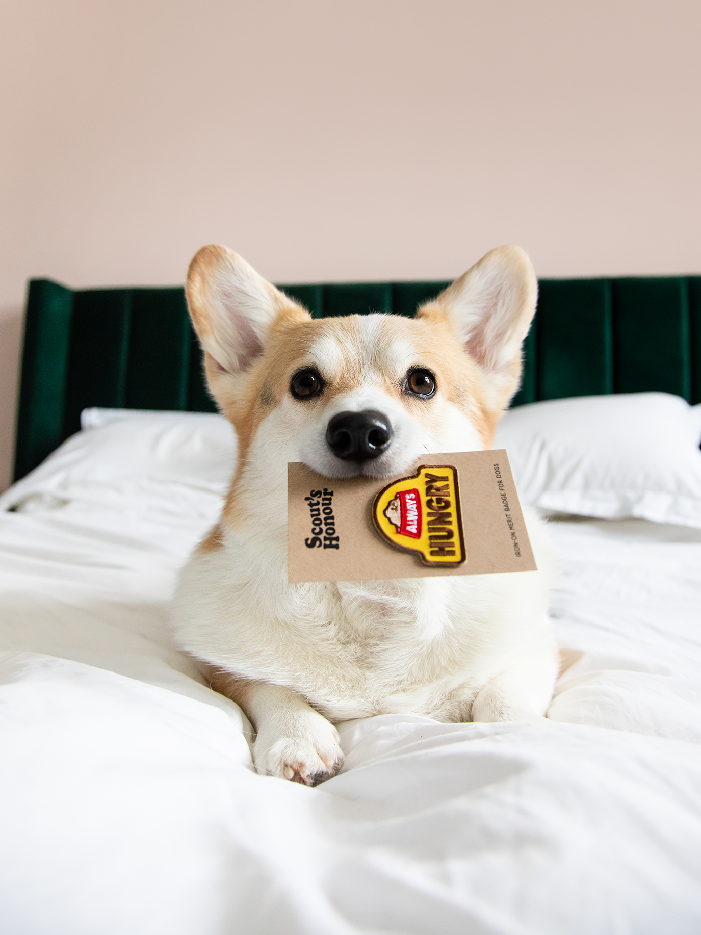 SH_Hungry_01-rg011ezn.png
